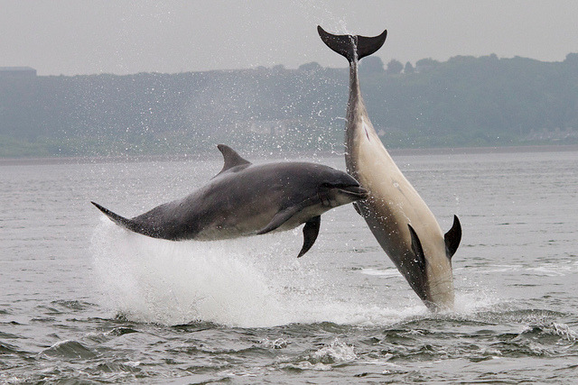seacetaceans:  Moray Firth Bottle-Nosed Dolphins - To make you smile on a horrible,