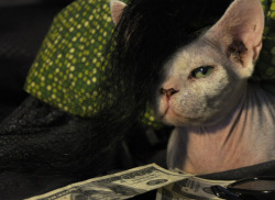 hotwingforgery:  i almost forgot, we tried to dress the cat up as skrillex the other day 