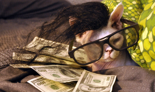 fvckyovbedsore:hotwingforgery:i almost forgot, we tried to dress the cat up as skrillex the other da