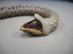 friendleaderp:  starexorcist:  dizzythingsandstuff:  eastern hognose (Heterodon platirhinos) by freidenfelds on Flickr.  snake you are drunk!  Oh my gosh BABY….!! 
