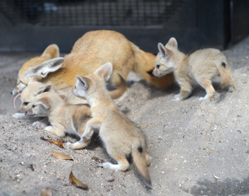 occipitalfiesta:  Fennec fox kits from the Palm Beach Zoo. Photo credits: Palm Beach Zoo / Brett Bartek 