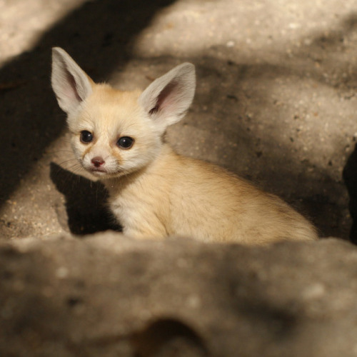 occipitalfiesta:  Fennec fox kits from the Palm Beach Zoo. Photo credits: Palm Beach Zoo / Brett Bartek 