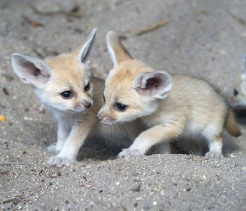 occipitalfiesta:  Fennec fox kits from the Palm Beach Zoo. Photo credits: Palm Beach Zoo / Brett Bartek 