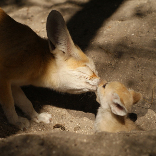 XXX occipitalfiesta:  Fennec fox kits from the photo