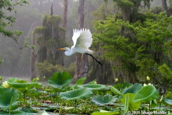 bluepueblo:  Great Egret, Lake Martin, Louisiana