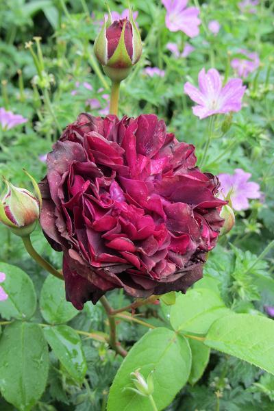 iseeonlyinfinity: Anne Hathaway’s cottage and flowers from the gardens in Shottery, Warwickshi