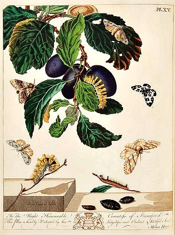 stilllifequickheart:  Moses Harris English Moths and Butterflies 1778