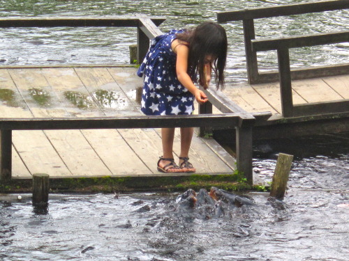 Little girl feeding the scary fish&hellip;