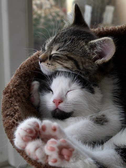 finelaceandpearls:magicalnaturetour:Kitten sisters’ hug by Zruda Love the little pink pads on their 