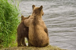 magicalnaturetour:  Expectation by Sergey Ivanov :)