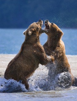 magicalnaturetour:  Duel by Sergey Ivanov :)