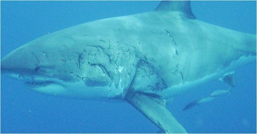 Bite marks on adult female white sharks while at Guadalupe Island are a good clue that these sharks may be mating while at the coastal aggregation sites. This female, named Honey, was first sighted at Guadalupe in 2004 and she was estimated to be...
