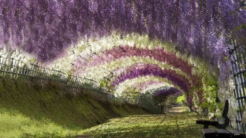 Wisteria Tunnels These seem to be featured in many public gardens all over the world, but most notab