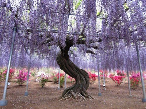 Wisteria Tunnels These seem to be featured in many public gardens all over the world, but most notab