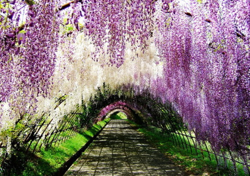 Wisteria Tunnels These seem to be featured in many public gardens all over the world, but most notab