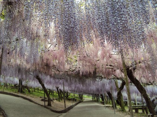 Wisteria Tunnels These seem to be featured in many public gardens all over the world, but most notab