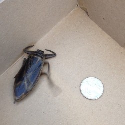 A beetle (?) they caught in our garden center