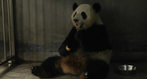 headlikeanorange:  A giant panda at Chengdu Research Base of Giant Panda Breeding