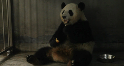Sex headlikeanorange:  A giant panda at Chengdu pictures