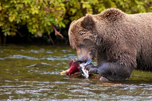 by Buck Shreck