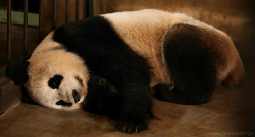 headlikeanorange:  A giant panda at Chengdu Research Base of Giant Panda Breeding in China. (Natural World - BBC)