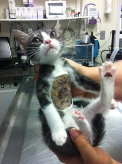 cat-twat:  reckonerd:   “Saved by veterinarians