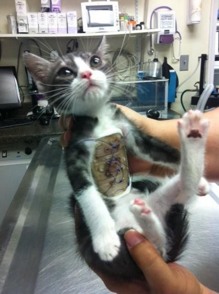 thegoddamazon:  cuxita:  Rough Translation: This kitten was born with a deformity that directly affects the position of its heart and causes various breathing problems.  The veterinarians had to put a rod in its chest and when they bandaged him, they