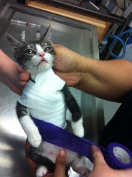 cat-twat:  reckonerd:   “Saved by veterinarians SuperGatito This kitten was born with deformed rib cage, which directly affected the position of his heart and triggered a series of breathing problems. In this situation, veterinarians put a splint on