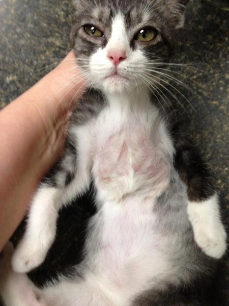 sexskittlesandstilettos:  oh-femme-fatale: “This kitten was born with a deformed rib cage, which directly affected the position of its heart and triggered a series of breathing problems. In this situation, veterinarians put a splint on his chest and