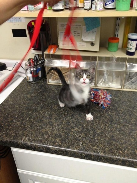 cat-twat:  reckonerd:   “Saved by veterinarians adult photos