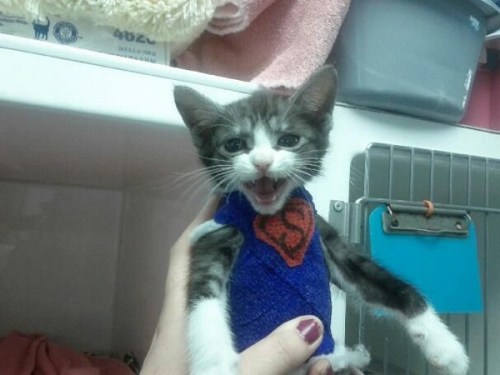 dorothy-cotton:  totallynotagentphilcoulson:   “Saved by veterinarians SuperGatito This kitten was born with deformed rib cage, which directly affected the position of his heart and triggered a series of breathing problems. In this situation, veterinarian