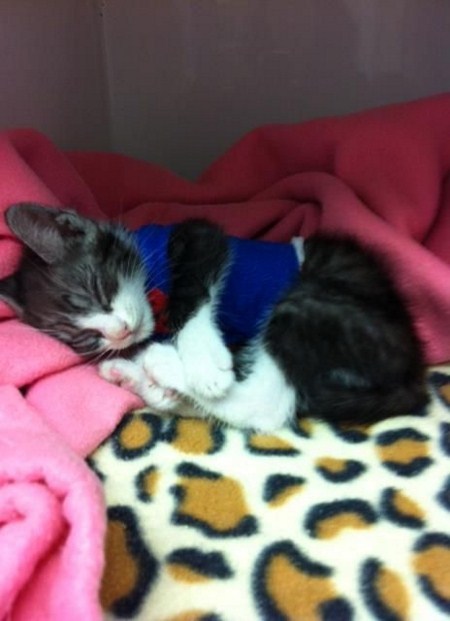 dorothy-cotton:  totallynotagentphilcoulson:   “Saved by veterinarians SuperGatito This kitten was born with deformed rib cage, which directly affected the position of his heart and triggered a series of breathing problems. In this situation, veterinarian