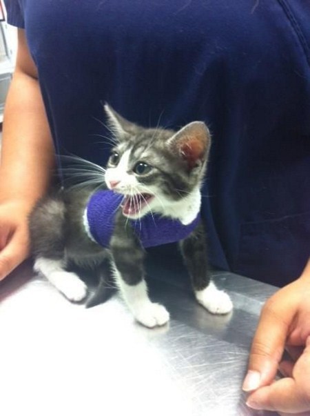 dannielle:  pottsjen:  westacadia:  dorothy-cotton:  totallynotagentphilcoulson:   “Saved by veterinarians SuperGatito This kitten was born with deformed rib cage, which directly affected the position of his heart and triggered a series of breathing