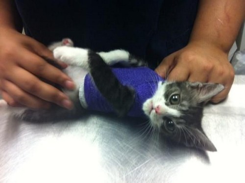 dorothy-cotton:  totallynotagentphilcoulson:   “Saved by veterinarians SuperGatito This kitten was born with deformed rib cage, which directly affected the position of his heart and triggered a series of breathing problems. In this situation, veterinarian