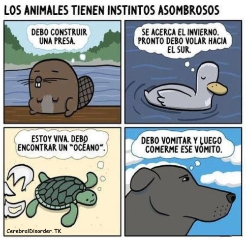 FUTUBANDERA ¡ES LA LUUUZ!
