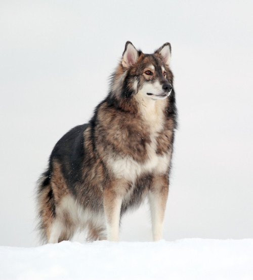 iwantabeautifullife:intothebathysphere:The Utonagan is a breed of dog that resembles a wolf, but in 