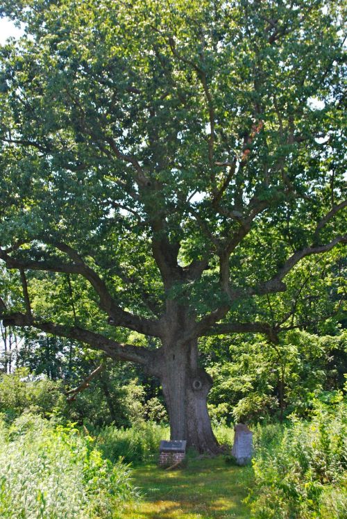 thebackdoorhexologist:Sacred Oak, Oley, 07/06/2012