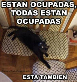 quiero ese gato!!! xD