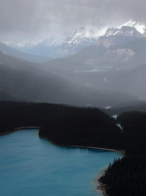 microbe:  Peyto Lake in the Canadian Rockies.