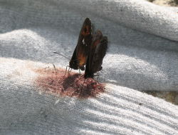 flouwr:   butterflies sucking fresh blood from a sock  