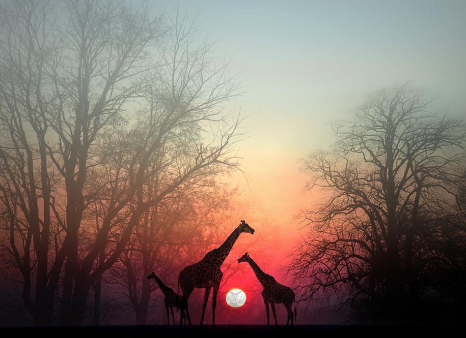 Giraffes at Dusk - Imgur