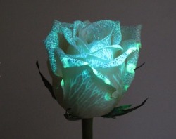 decaturjim:  Genetically modified flowers glow in the dark  Australian company Bioconst has released a line of genetically modified fluorescent flowers that produce a protein that glow when exposed to a proprietary UV LED  See more here. 