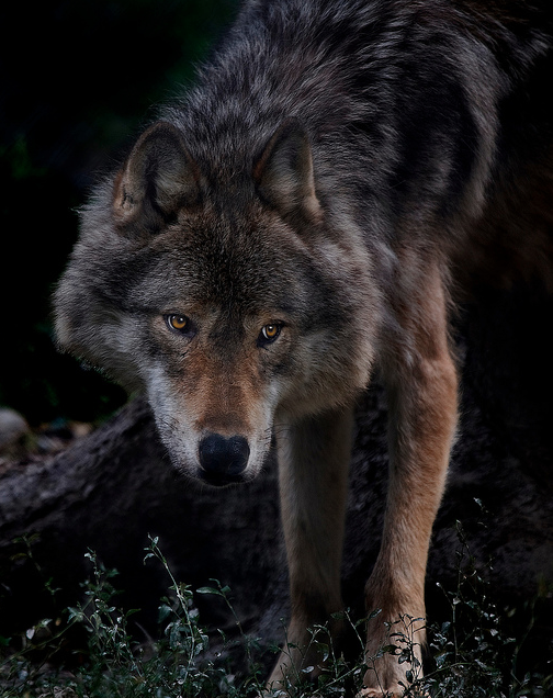 Melanistic Timber Wolf + Timber Wolf Therian Wallpaper in 2023