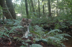 yellowtulipfinch:  Atlas at Stone Mountain, Georgia.  She followed Heather and I three and a half miles out of four, before she fell asleep in my pack.  So far, cat training has been going phenomenal. 