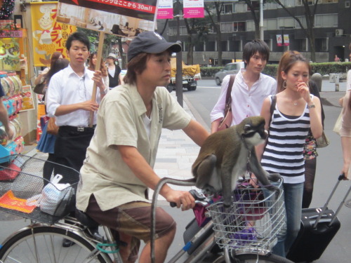 Randomly, a guy in Harajuku with a monkey.  Not sure if this beats the guy who wanders around w