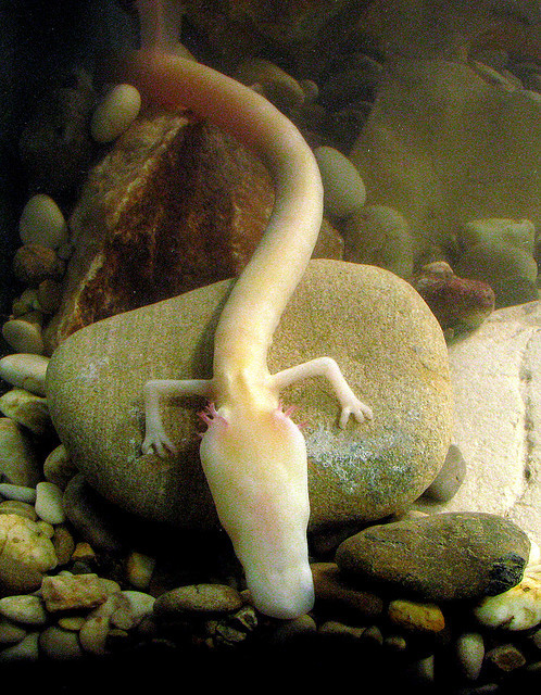 worldlyanimals:Olm - Proteus Anguinus (snakedriver)