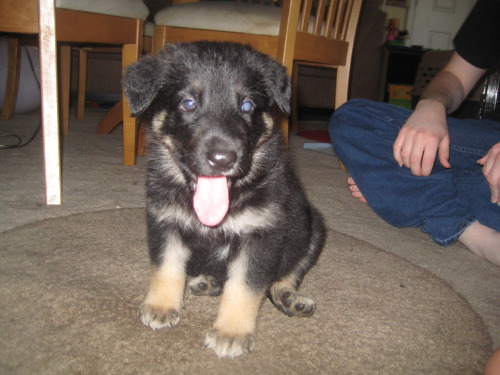 Some pictures from when Vincent and Leonard were puppies.