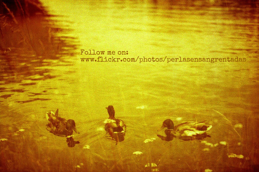 http://www.flickr.com/photos/perlasensangrentadas/