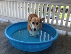 corgiaddict:  Lucy doesn’t understand the