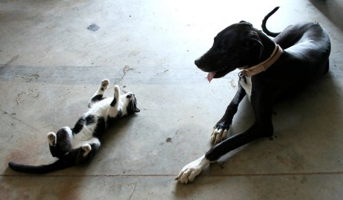 Dog: SOOO Bored Cat: Tough crowd! 